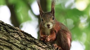 Die Eichhörchenhilfe Stuttgart ruft dazu auf, die Tiere mit Nahrung zu versorgen. Foto: dpa