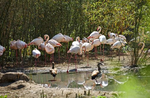 Die Flamingos begrüßen die Besucher nahe dem Haupteingang. Foto: Lichtgut/Julian Rettig