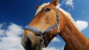 Polizei sucht   Pferdequäler