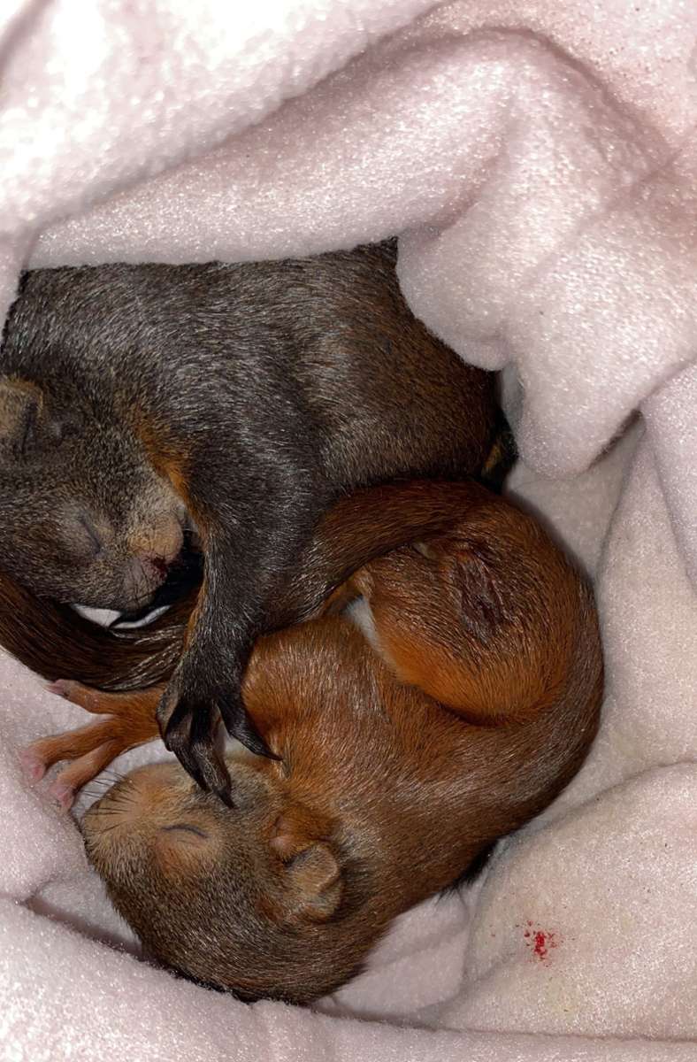 Die beiden Eichhörnchen Biene und Maja wurden vor Kurzem von der Polizei gerettet. Zur Erstversorgung landeten sie bei Melanie Armbruster von der Eichhörnchenhilfe Stuttgart.