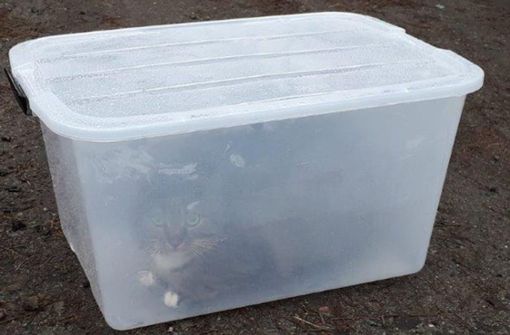 Die Katze Molly liegt auf einem Waldweg in der Plastikbox. Eine Spaziergängerin rettete das Tier aus dem Gefängnis. Foto: Tierheim Neustrelitz