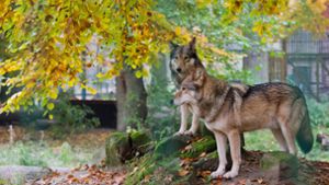 Wer Artenschutz einfordert, der muss ihn auch hierzulande beherzigen: Den Wolf abzuknallen wäre der falsche Weg, meint unser Redakteur Christoph Link. Foto: dpa