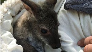 Baby-Känguru wird von Hand aufgezogen