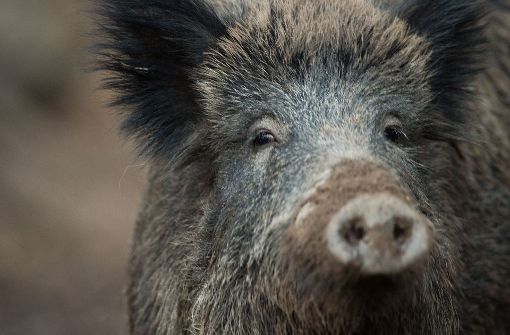 Die Wildschweine finden genung Nahrung -  von Eicheln bis Weinbeeren. Foto: dpa