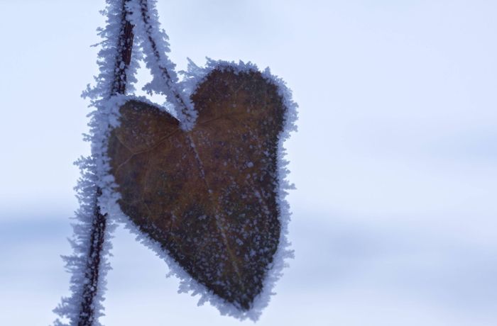 Serie Wetterbericht (8): Liebe und Frost