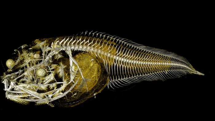 Forscher finden in 8000 Metern Tiefe drei neue Fischarten