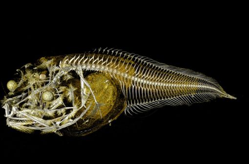 In einer der tiefsten Regionen des Pazifik haben Forscher drei bislang unbekannte Arten von Tiefseefischen entdeckt. Foto: Trustees of the Natural History
