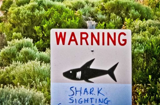 Es ist der erst zweite tödliche Haiangriff entlang der Gold Coast seit der Anbringung von Schutznetzen 1962 (Symbolfoto). Foto: dpa/Rebecca Le May