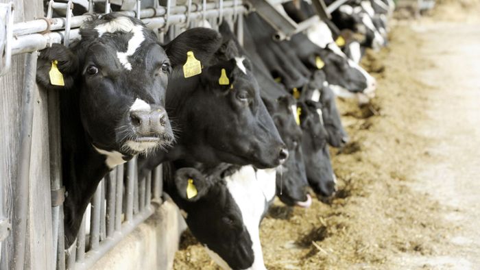 Milchbauern protestieren mit 300 Milchpulversäcken