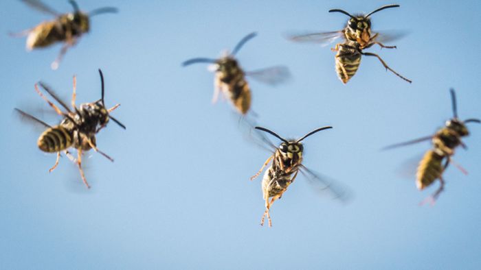 Wespen zwingen Flüchtenden in die Knie