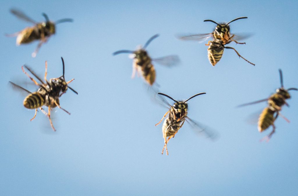 Wespen hielten einen Flüchtenden in Oldenburg in Schach. Foto: Frank Rumpenhorst/dpa