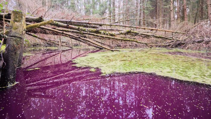 Rätsel um purpurfarbenen Teich