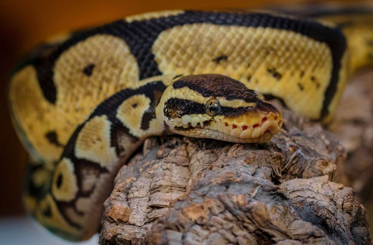 Eine Python als Haustier? Manche haben tatsächlich keine Angst davor.