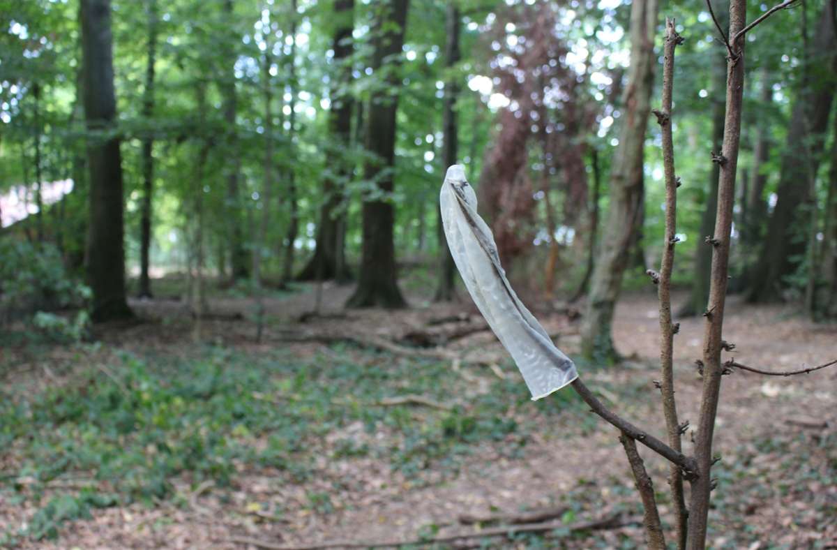 Hinterlassenschaft nach dem Sex: Im Degerlocher Wald findet sich solcher Müll seit Jahren. Foto: Caroline Holowiecki