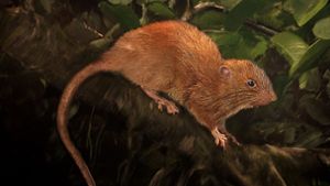 Forscher entdecken riesige neue Rattenart