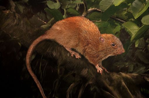 Auf den Salomonen haben Forscher eine gigantische Baum-Ratte gefunden. Sie hatte sich in der Vergangenheit gut versteckt. Foto: dpa