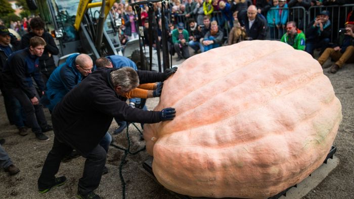 Weltrekord-Kürbis bekommt Gesicht zu Halloween