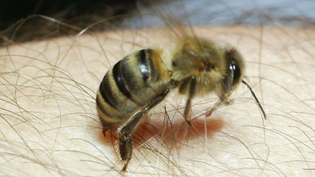 Bienen, Wespen und Hornissen: Wie gefährlich sind Insektenstiche?