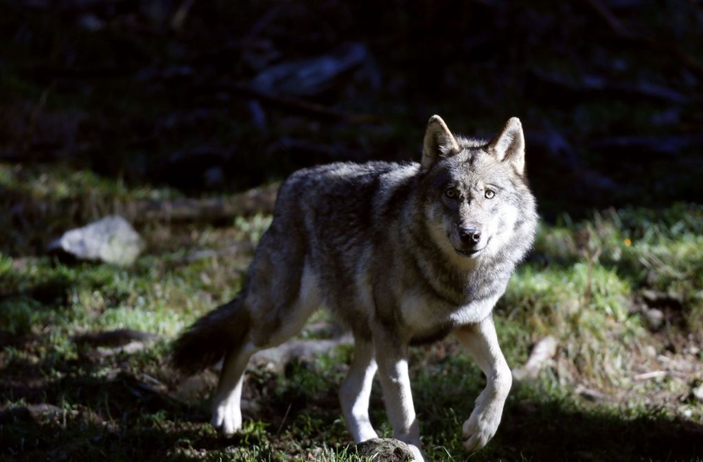 Der Wolf ist zurück in Deutschland – das finden aber nicht alle gut. Foto: AFP
