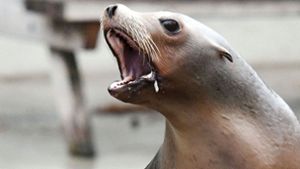 Nachts zu laut: Die Seelöwen im Kölner Zoo bekommen jetzt die Konsequenzen zu spüren (Symbolbild). Foto: dpa