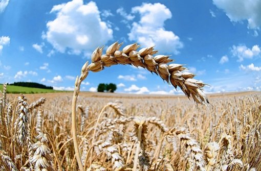 Weizen wird in Europa bevorzugt in der Monokultur angebaut. Dabei birgt dieses Verfahren viele Nachteile. Foto: dpa