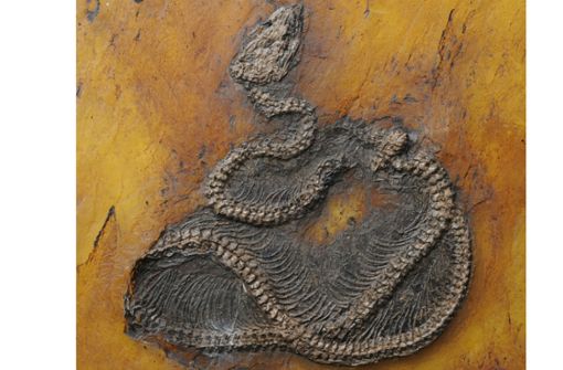 Aufnahme der  versteinerten Python, die im Unesco-Welterbe Grube Messel entdeckt wurde. Foto: Senckenberg/Senckenberg Forschungsinstitut und Naturmuseum/dpa