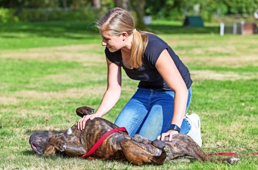 Sabrina Hägele nimmt mit ihrem Hund Lennox an dem Erste-Hilfe-Kurs teil. Sie will unter anderem wissen, was sie tun soll, wenn ihr Pferd auf die Hundepfote tritt. Foto: Thomas Krämer