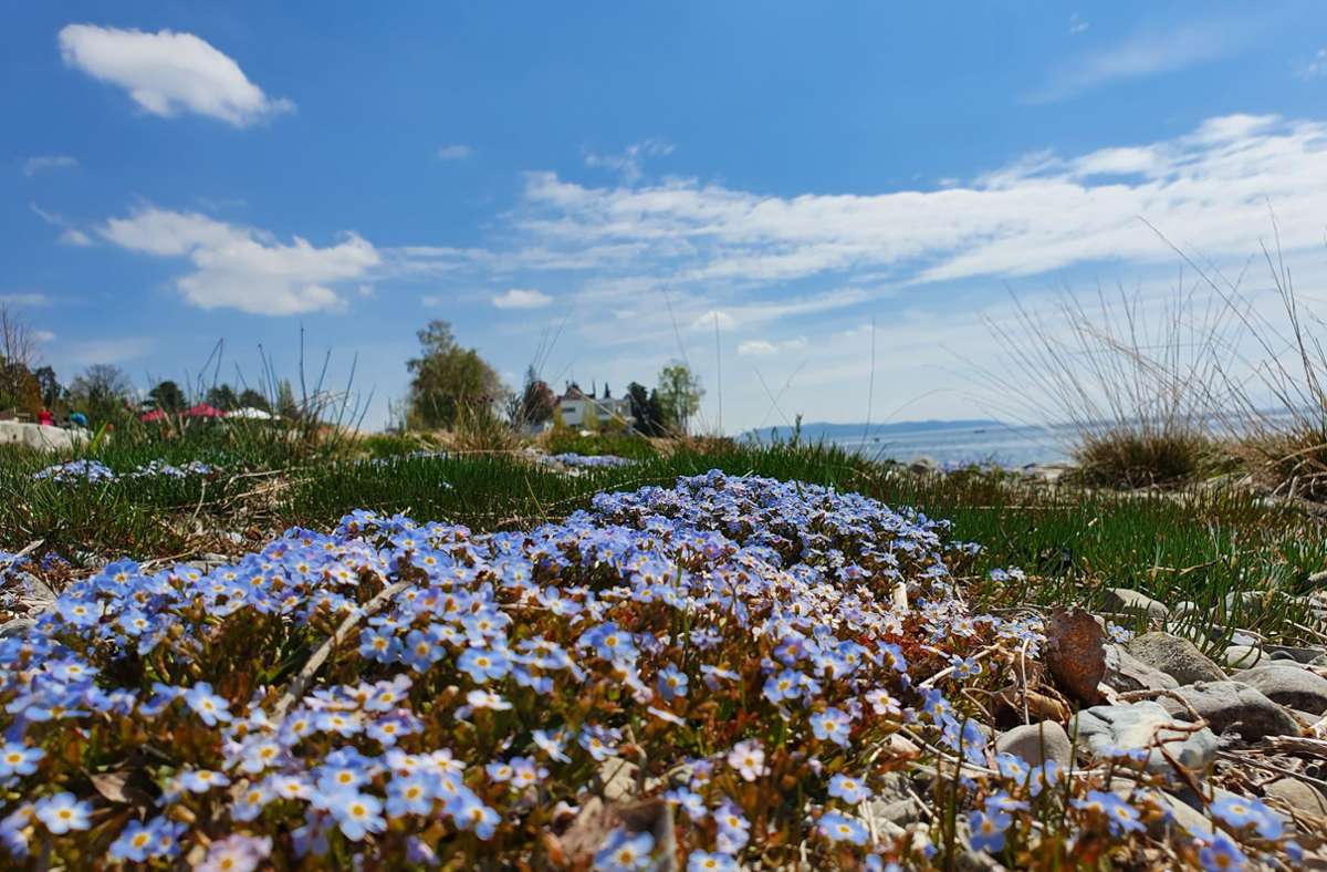 Das blaue Bodensee-Vergissmeinnicht gibt es fast nur am Bodensee, ist aber auch dort selten geworden. Am Gartenschauufer gedeiht es prächtig zwischen dem Ufergras.