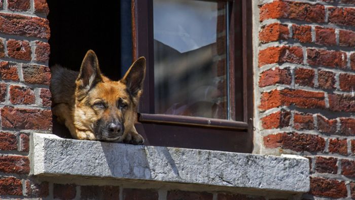 Einsatzkräfte retten Frau vor ihrem eigenen Hund