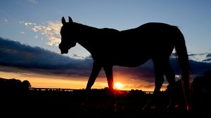 In der Region sind seit Jahren Pferdehasser unterwegs, die Tiere nachts auf Koppeln brutal verletzen oder töten. Foto: dpa
