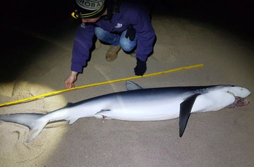 2,25 Meter lang ist der Kadaver des Hais. Foto: Schutzstation Wattenmeer