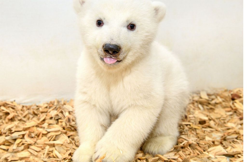 Die Sterblichkeit bei Eisbärenbabys ist auch in der Natur sehr hoch, da sie sehr unreif zur Welt kommen. Doch das neugeborene und noch namenlose Eisbärenmädchen wirkt putzmunter und wohl genährt.