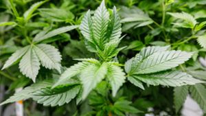 Cannabisanbau im großen Stil in öffentlichen Pflanzkübeln