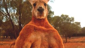 Die von „The Kangaroo Sanctuary“ zur Verfügung gestellte undatierte Aufnahme zeigt das Känguru „Roger“. Foto: THE KANGAROO SANCTUARY