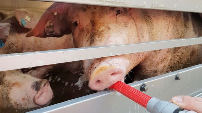 41 Grad und kein Wasser – Polizei stoppt Schweinetransporter