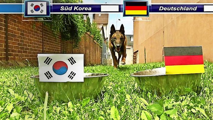 Polizeihund Ace als WM-Orakel