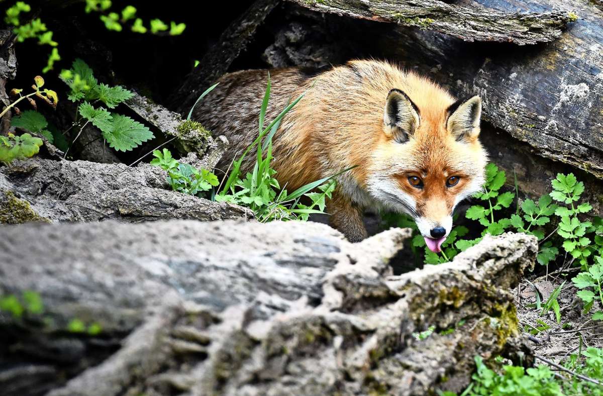 Der Arme Fuchs: Er isst gern Mäuse, aber die Nager haben ihm die Tollwut beschert, und nun übertragen sie ihm den Fuchsbandwurm. Foto: dpa/Patrick Pleul