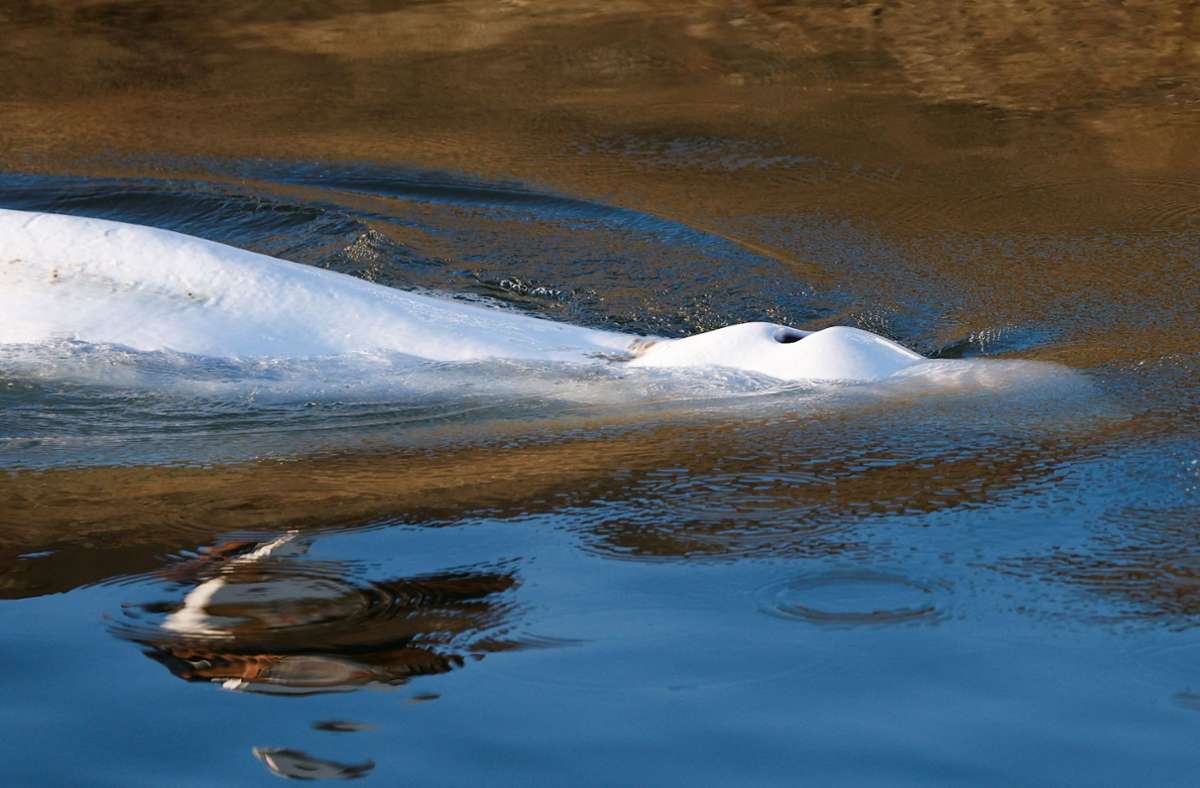 Der Beluga war am Wochenende rund 70 Kilometer von Paris entfernt in einer Flussschleuse lokalisiert worden.