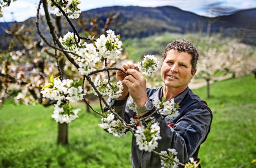 Roland Kuch, der Vorsitzende des  Obst- und Gartenbauvereins, inspiziert droben im Neidlinger Kirschenmuttergarten den Stand der Blüten. Foto: Ines Rudel