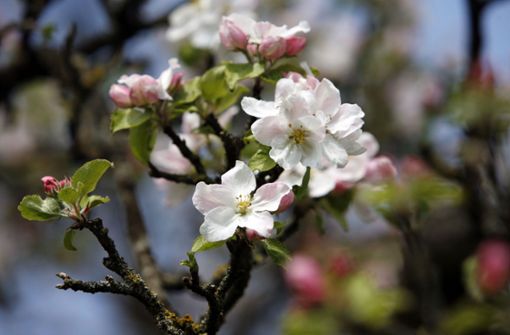 Frostnächte im April sind eine Gefahr für die Apfelblüte. Foto: Rudel/Archiv