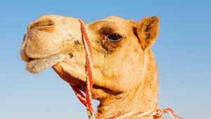 Kamele wegen Botox von Schönheitswettbewerb ausgeschlossen