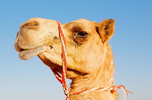 In Saudi-Arabien sollen Kamele gebotoxt worden sein (Symbolbild). Foto: imago images/lkpro/lkpro via www.imago-images.de