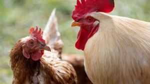 Tote Hühner geben der Polizei Rätsel auf