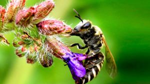 Eine Honigbiene bei der Arbeit Foto: dpa/NABU/Hans-Jürgen Sessner