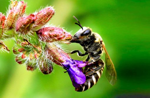 Eine Honigbiene bei der Arbeit Foto: dpa/NABU/Hans-Jürgen Sessner