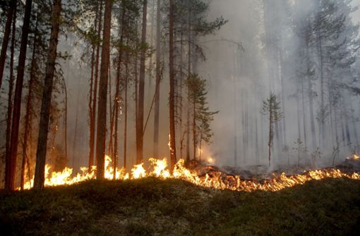 Das Militär will den Waldbränden in Schweden jetzt mit Bomben zu Leibe rücken. Foto: TT NEWSAGENCY/AP