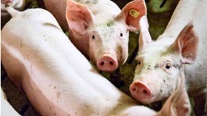 In Schweinen können sich mehrere Erreger mischen. Foto: imago/Marius Schwarz