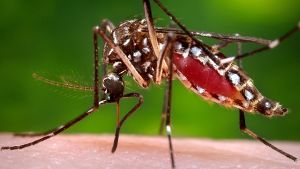 Der tropische Erreger wird vor allem durch die Moskitoart Aedes aegypti übertragen. Foto: AP