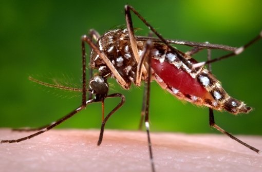 Der tropische Erreger wird vor allem durch die Moskitoart Aedes aegypti übertragen. Foto: AP