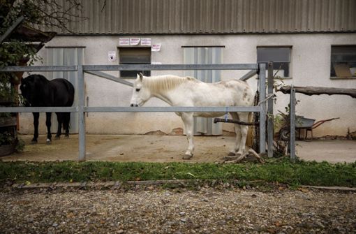 Die Geruchsbelastung durch Pferde ist höher als durch Milchkühe. Foto: Gottfried Stoppel